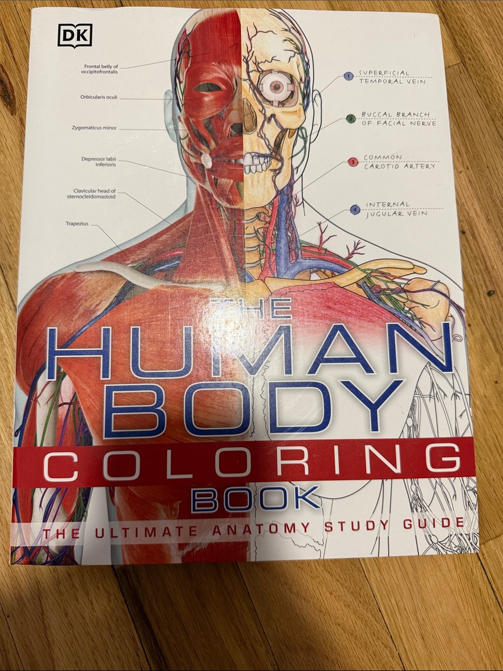 DK The Human Body Coloring Book - Red/White Cover